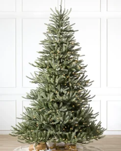 Sanibel Spruce Trees