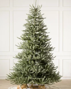 Sanibel Spruce Trees