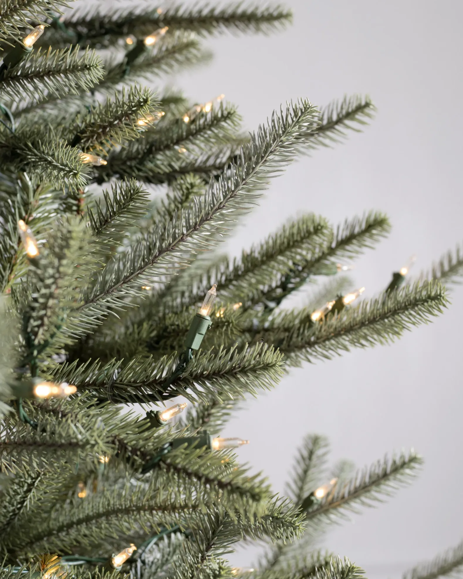 Sanibel Spruce Trees