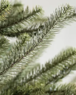 Sanibel Spruce Trees