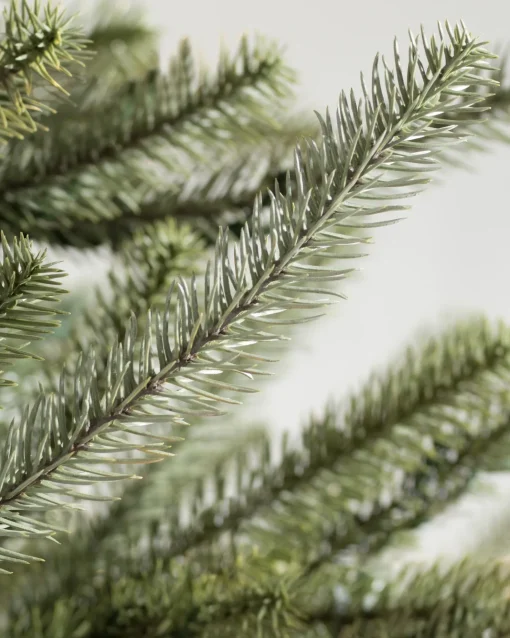 Sanibel Spruce Trees