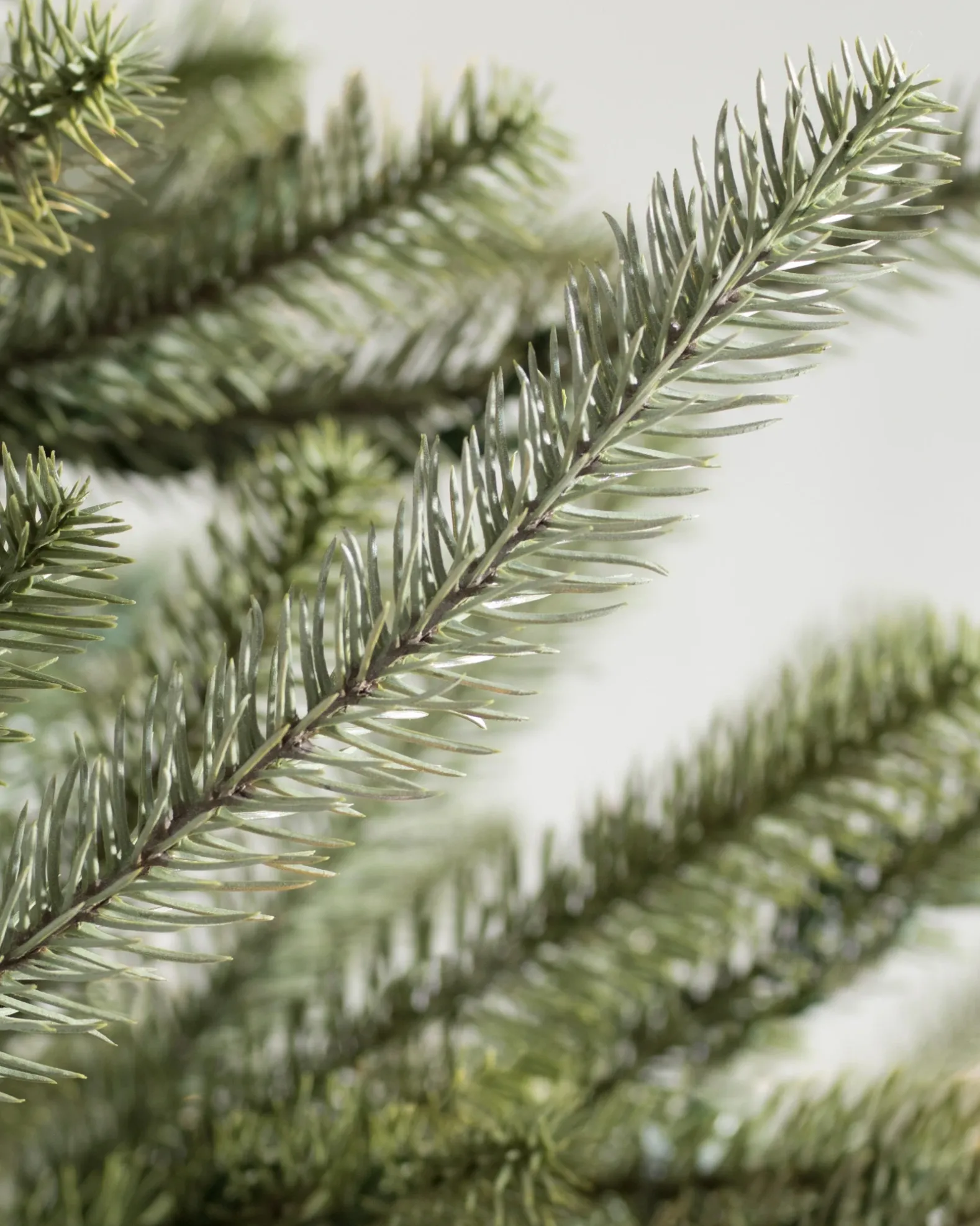 Sanibel Spruce Trees