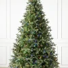 Saratoga Spruce Trees