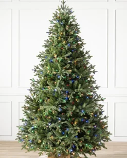 Saratoga Spruce Trees