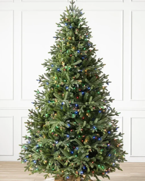 Saratoga Spruce Trees