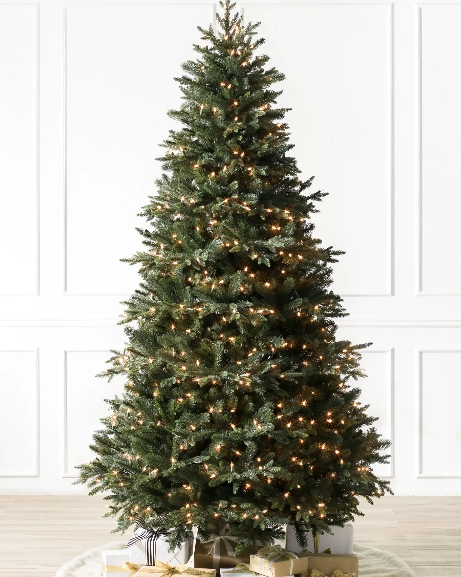 Saratoga Spruce Trees