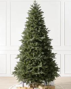 Saratoga Spruce Trees