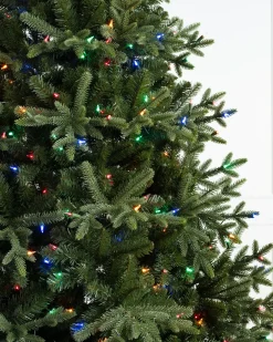 Saratoga Spruce Trees