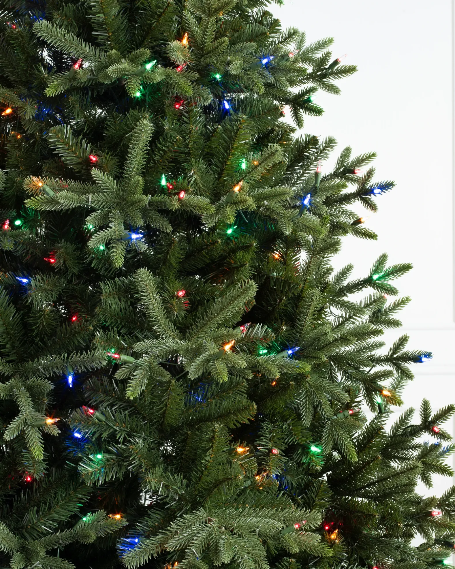 Saratoga Spruce Trees