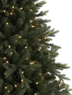Saratoga Spruce Trees