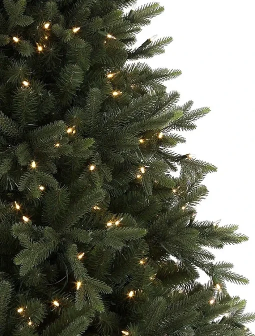 Saratoga Spruce Trees