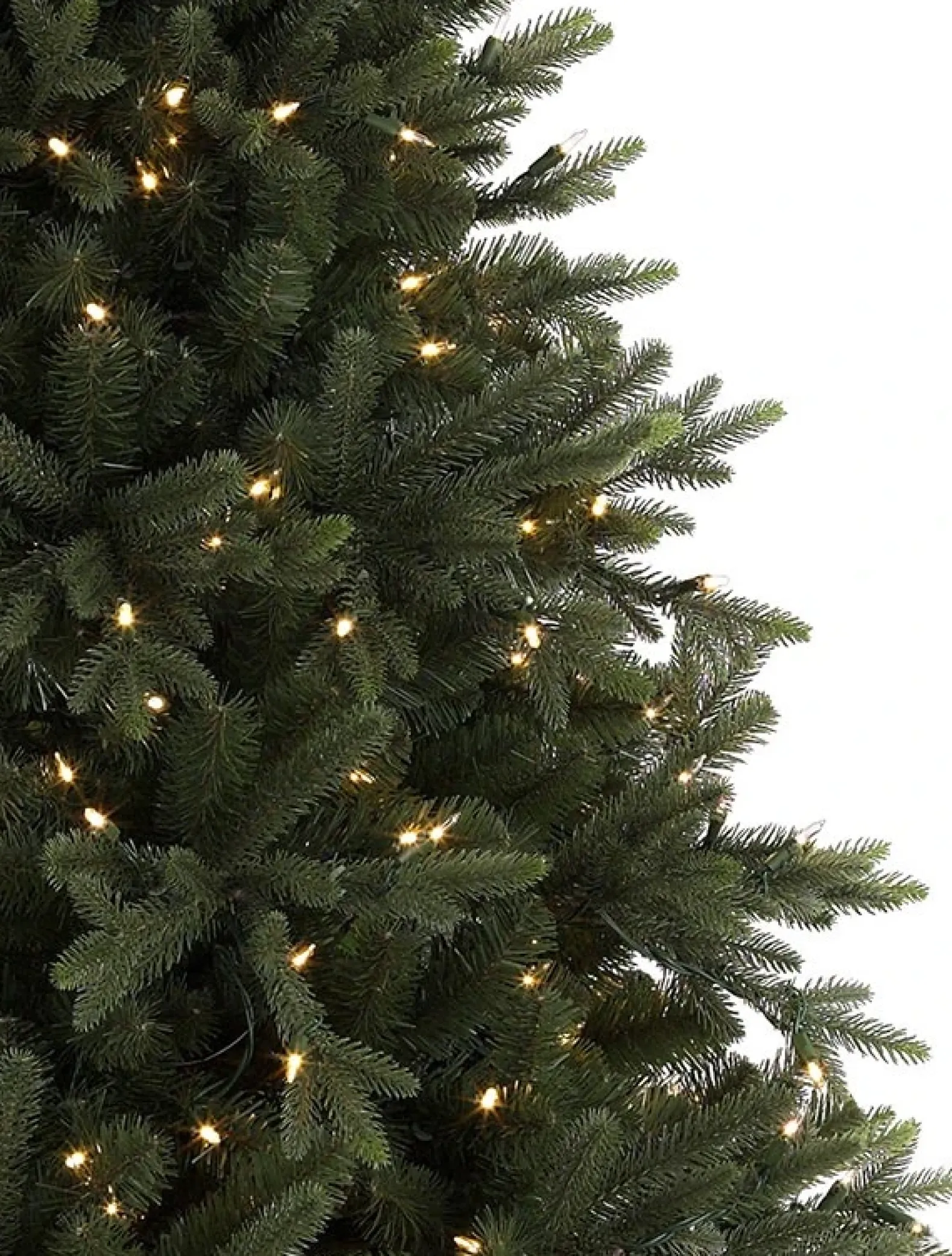 Saratoga Spruce Trees