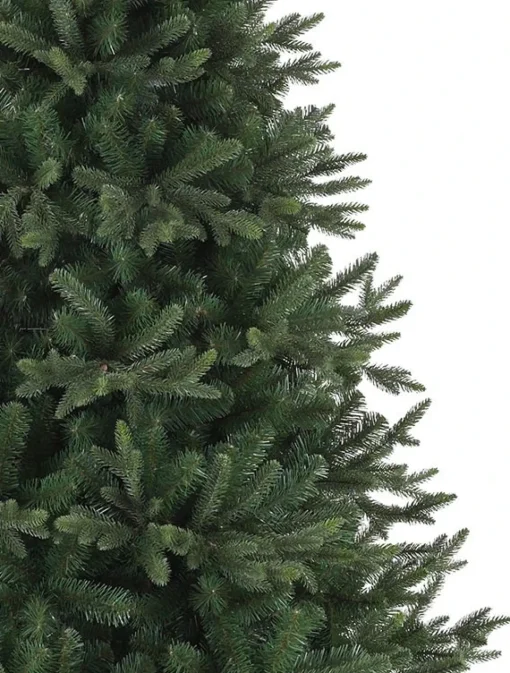 Saratoga Spruce Trees