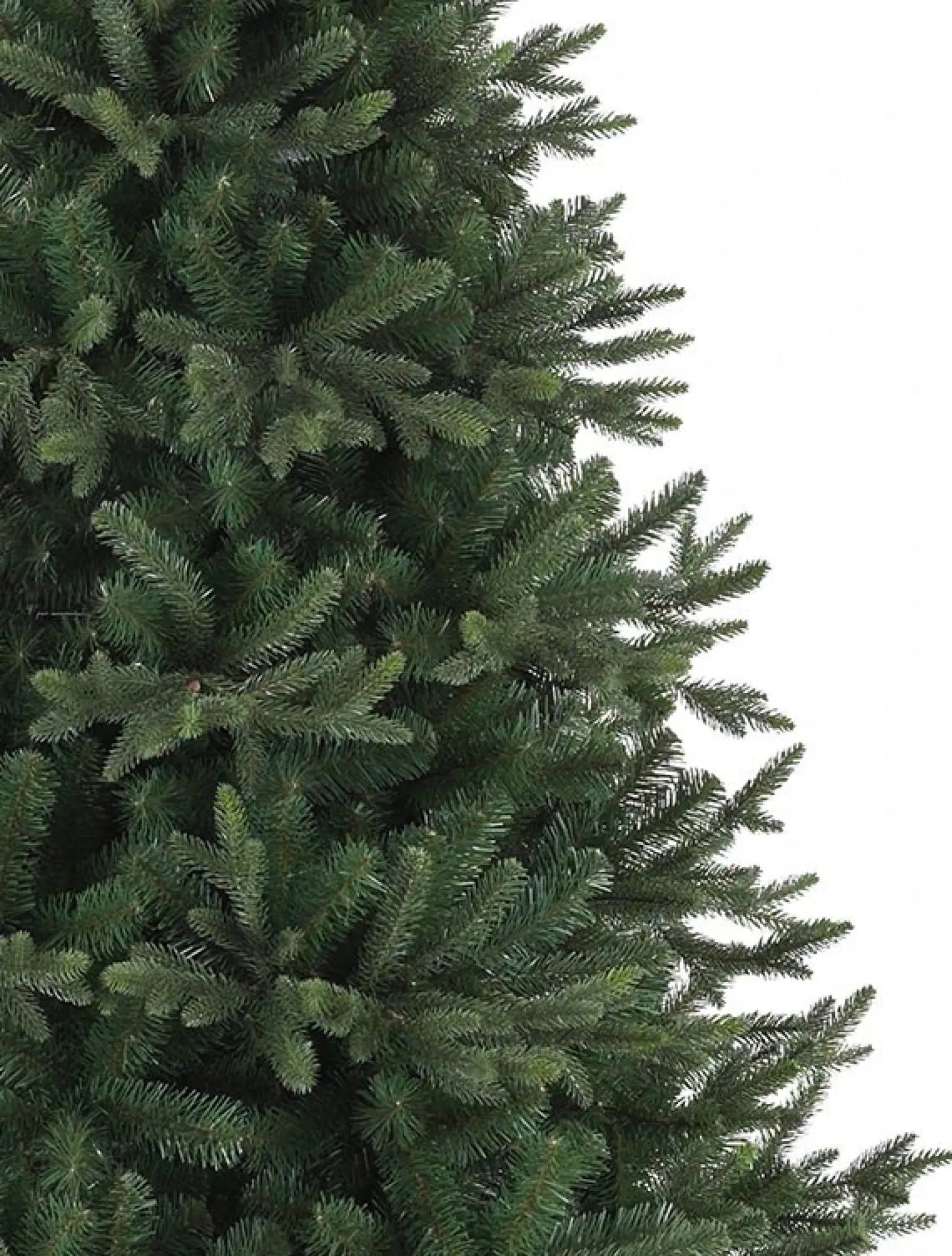Saratoga Spruce Trees
