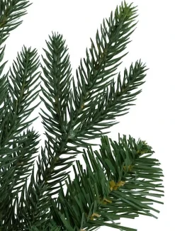 Saratoga Spruce Trees
