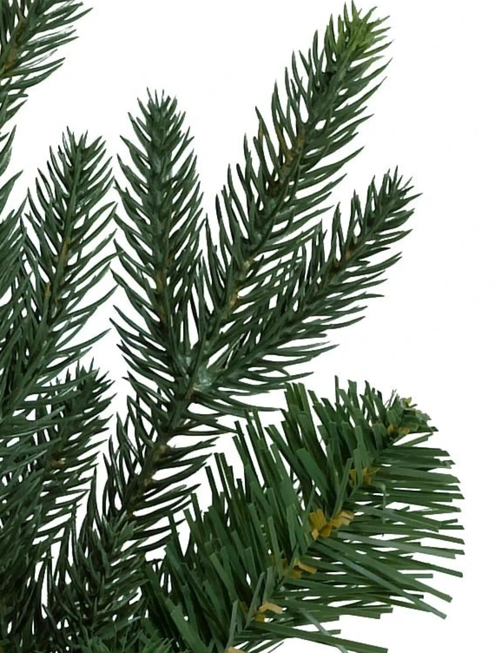 Saratoga Spruce Trees