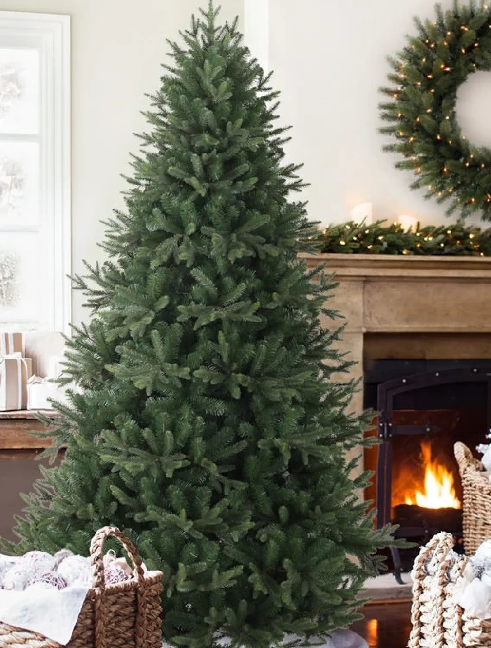 Saratoga Spruce Trees