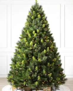 Scotch Pine Trees
