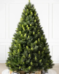 Scotch Pine Trees
