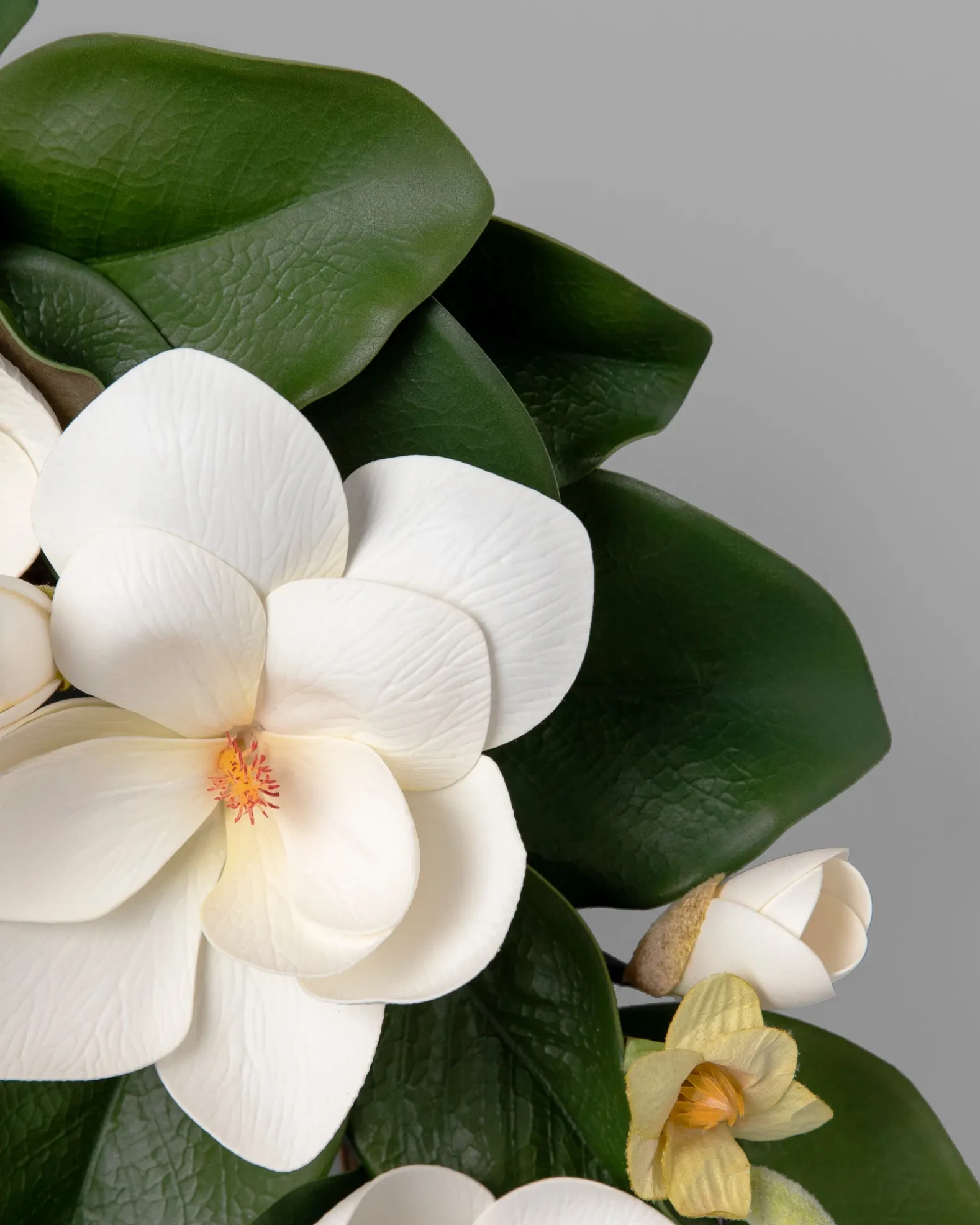 Spring Magnolia Foliage