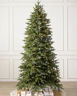 Stratford Spruce Trees