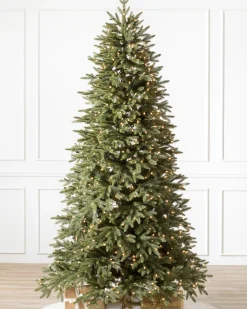 Stratford Spruce Trees