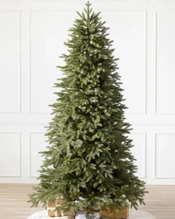 Stratford Spruce Trees