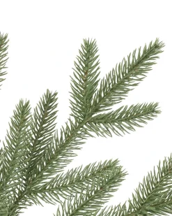 Stratford Spruce Trees