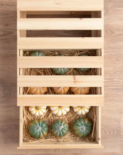 Tabletop Heirloom Pumpkins