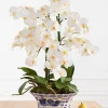 White Phalaenopsis Orchids Foliage
