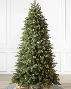 Woodland Spruce Trees